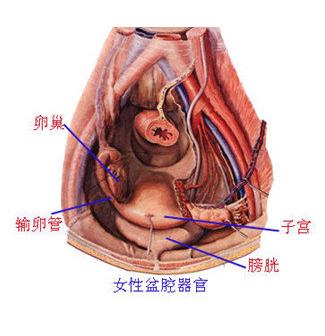 盆腔炎(pelvic inflammatory diseade,pid)指女性上生殖道及其周围