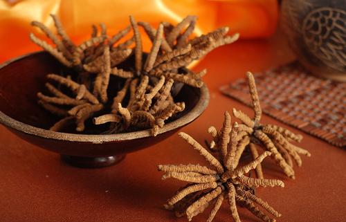 [转载]名贵中草药 冬虫夏草_日月当空曌1968