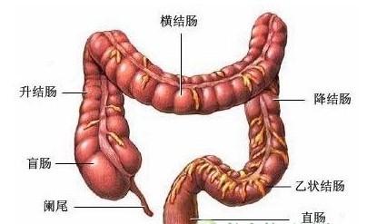 2,补钙有助预防结肠息肉:钙可以很好地帮助人类对抗结肠息肉和结肠癌