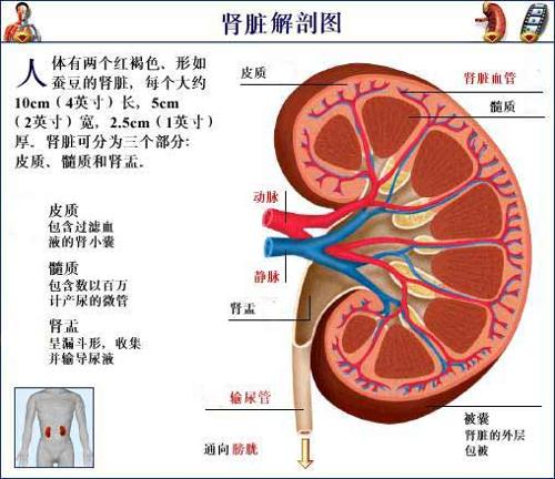 髓质位于肾上腺的中央部,周围有皮质包绕,上皮细胞排列成索,吻合成网