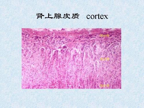 肾上腺糖皮质激素在调节三大营养物质的代谢方面以.