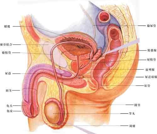 前列腺+-+搜搜百科