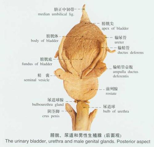 前列腺 搜狗百科 
