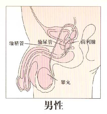 前列腺