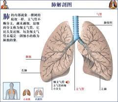 肺部局限性湿啰音仅提示该处的局部病变如肺炎肺结核或支气管扩张等