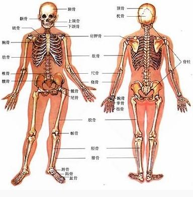 人体骨骼;;; 股骨头坏死怎么治疗;; 颈椎腰椎示意图 股关节转位图解