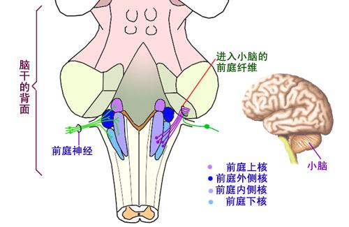 前庭反射消失