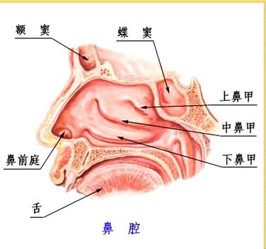 1,鼻炎是指鼻腔粘膜出现炎症,表现为充血或者水肿,患者经常会出现鼻塞