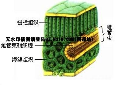 c3植物叶片结构