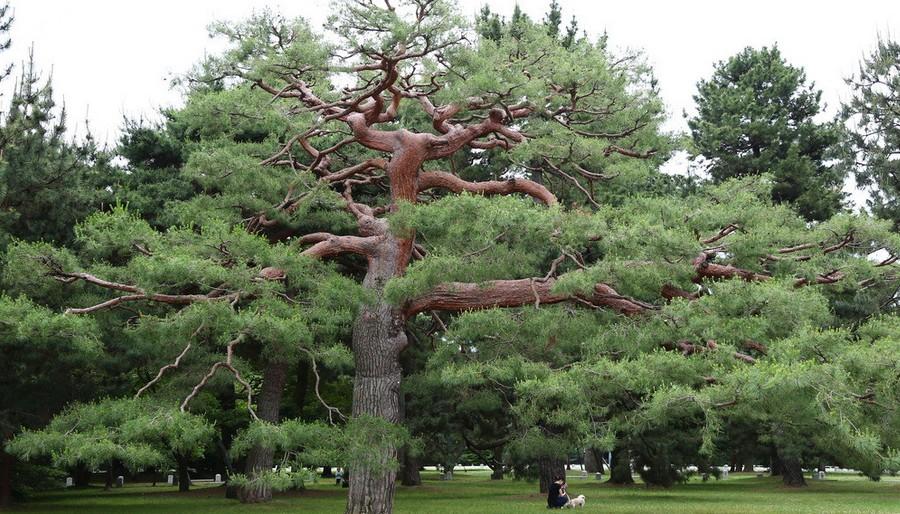 种类区分 松树的种类有很多  (900x514); 松树的种类图片大全 _网络