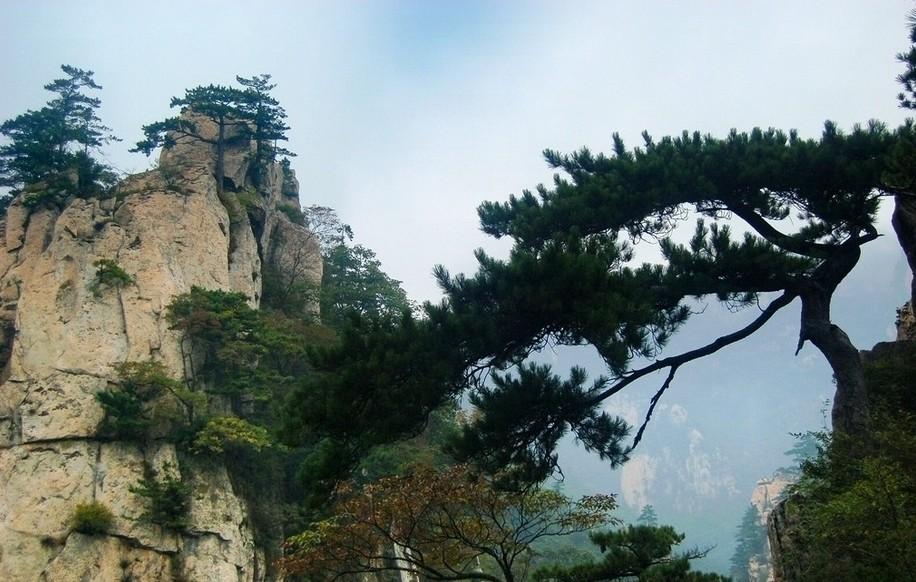 松树