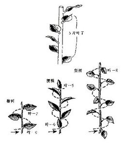 斐波那契数列