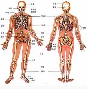 人体及动物生理学