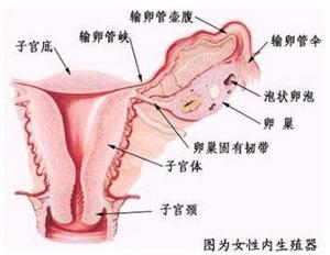 <em>女性</em>内生殖<em>器</em>包括<em>阴道</em>