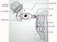 泪腺肿瘤在眶原发性肿瘤中发病率最高,而泪腺混合瘤又是其中最常见者