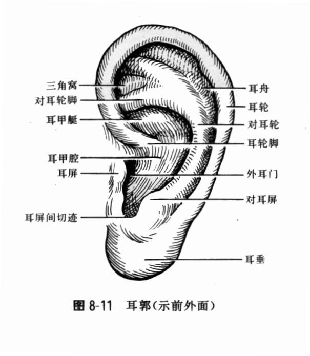 耳廓癣