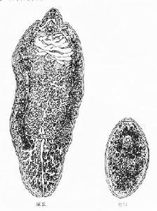 吸虫,虫体片形呈棕红色,长20-50毫米,宽8-13毫米,寄生于牛,羊的肝脏