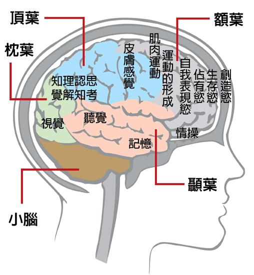 额叶癫痫的运动皮质发作