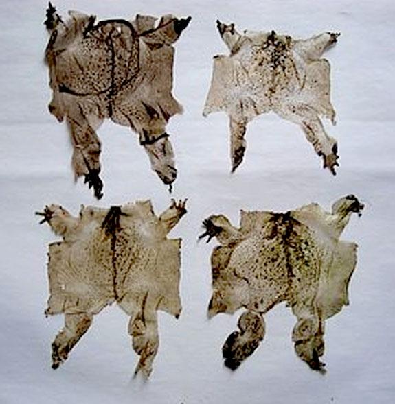 蟾衣采集器-+搜搜百科