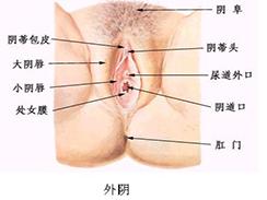 幼<em>女性外阴</em>阴道炎