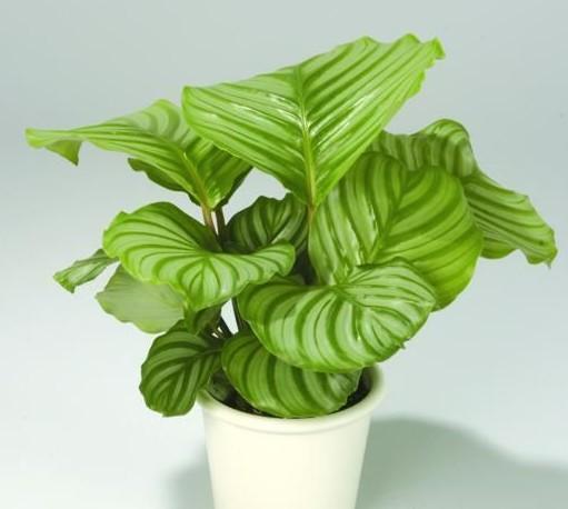 青苹果(植物:青苹果竹芋)