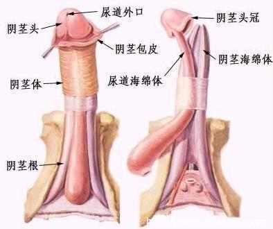 阴茎珍珠状丘疹多见于20-30岁左右的男性