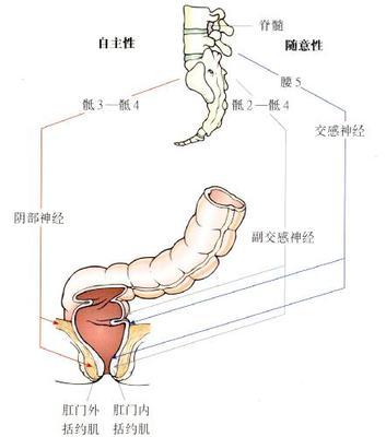 (2)肛门外括约肌:为环绕肛门内括约肌周围的横纹肌,按其纤维所在位置