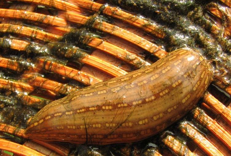  蚂蝗 -+搜狗百科