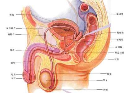 医学[[专科]中研究男性健康,特别关乎生殖系统及泌尿外科问题的为男科