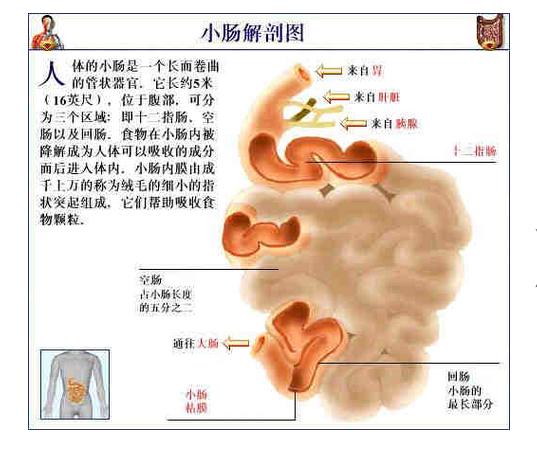 小肠细菌过度生长可直接或间接影响肠的结构和功能,引起吸收不良.