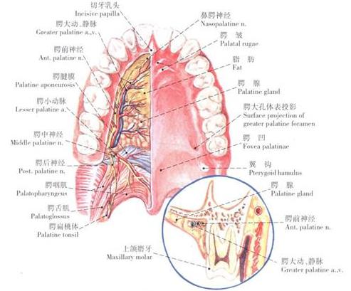 腭部穿孔