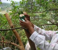技师用油茶树做砧木,嫁接茶花