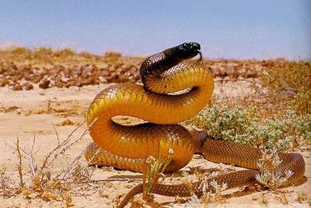 泰斑蛇