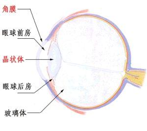 "鸡盲"或"雀盲"