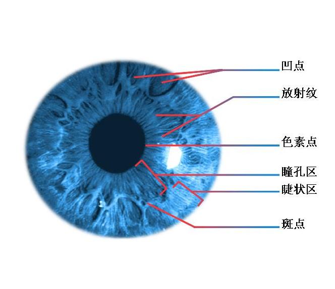 虹膜蓝色