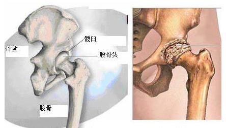 髋部_6个打开髋部、胯部的经典动作
