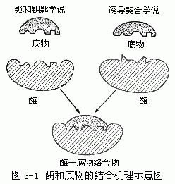 诱导契合学说