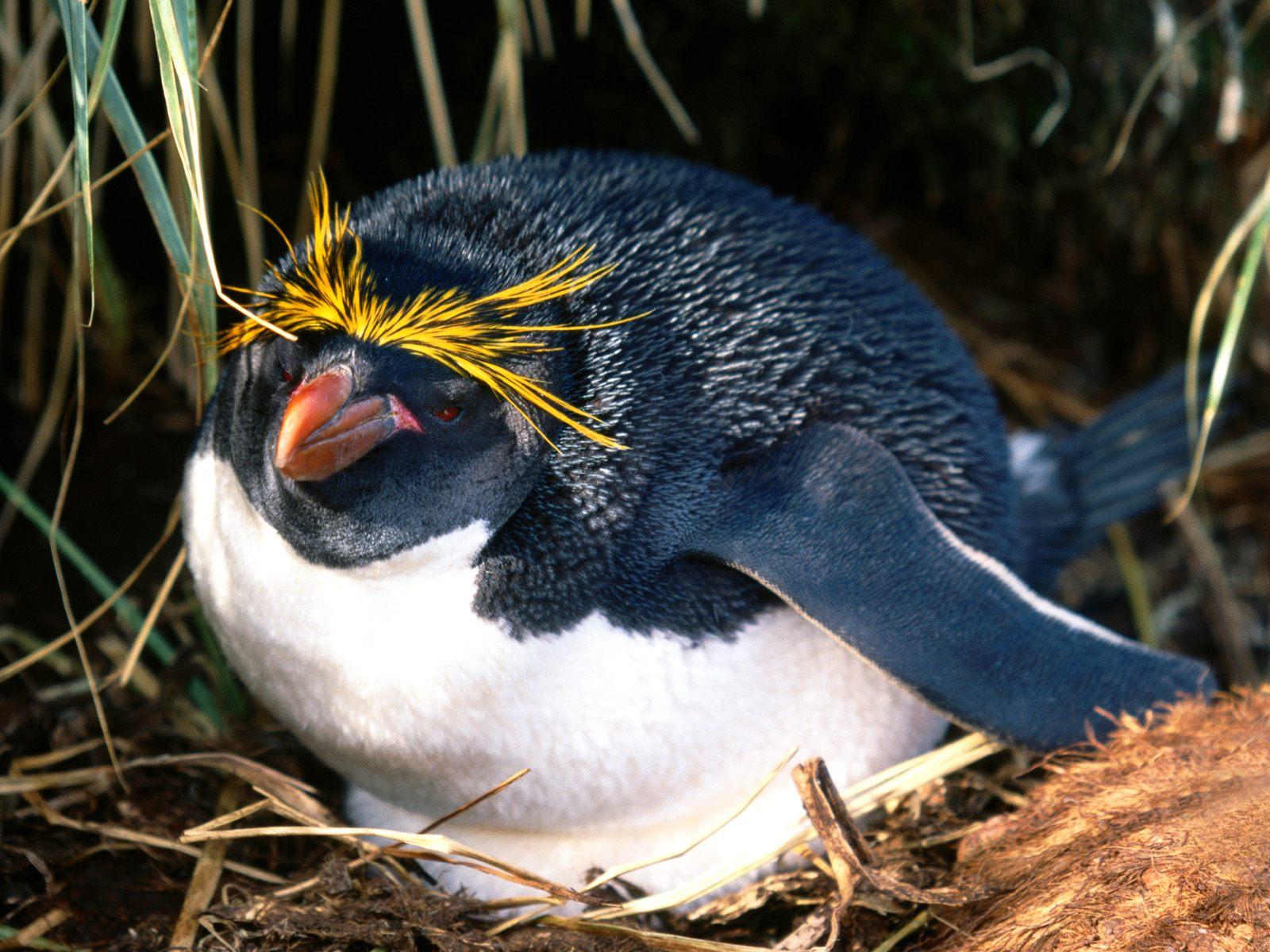在春天sno期间，坐巢的母Gentoo企鹅 库存照片. 图片 包括有 徒步旅行队, 本质, 建筑师, 北部 - 131987484