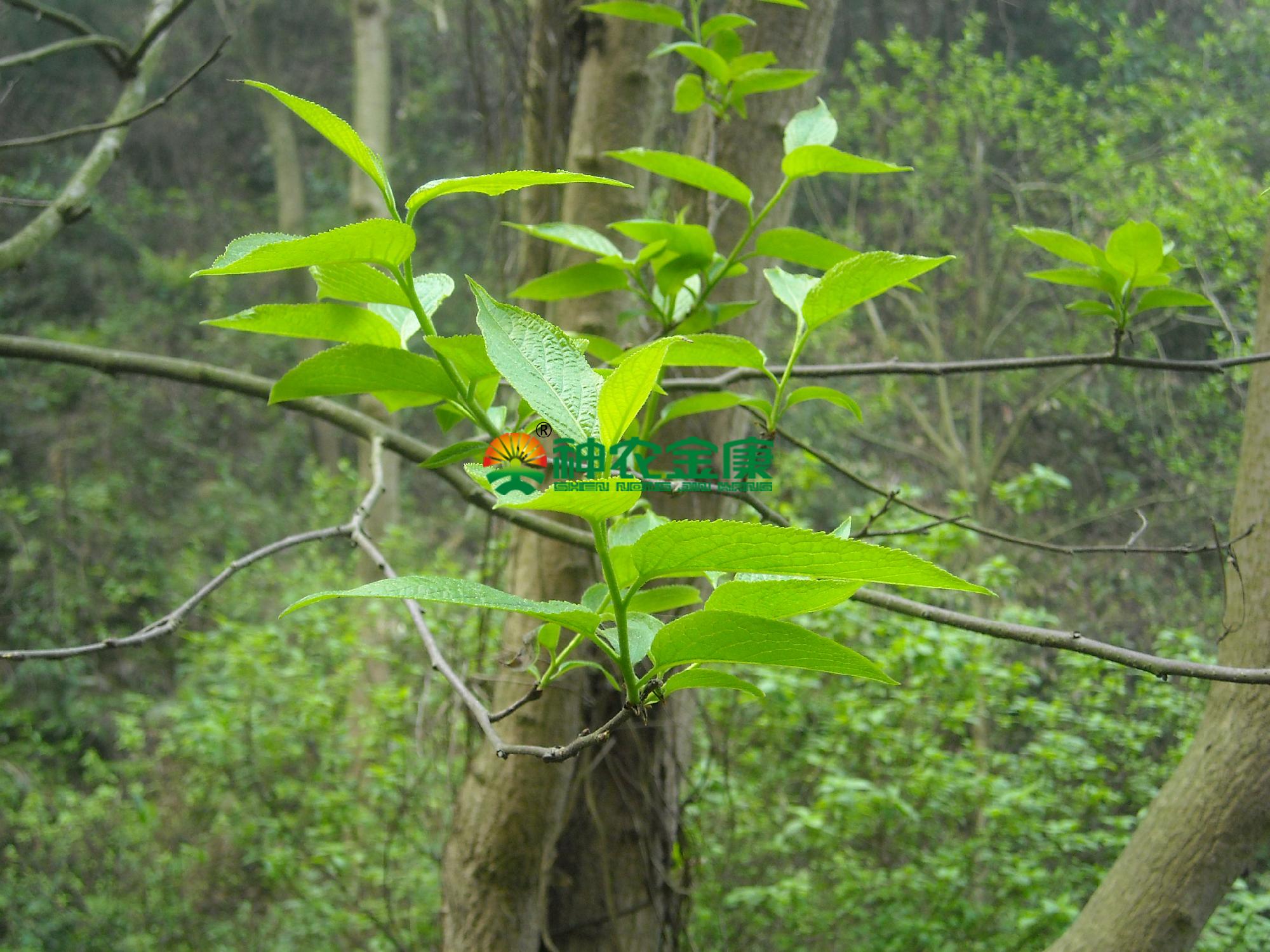 杜仲-丽江园林绿化植物-图片