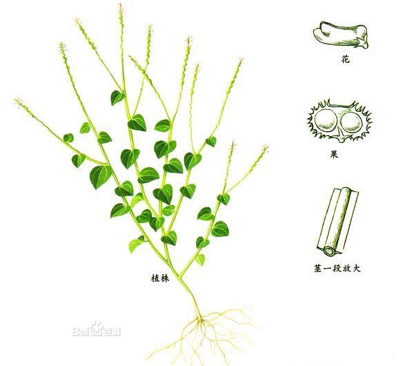 云草什么成语_什么满什么云成语图片(2)