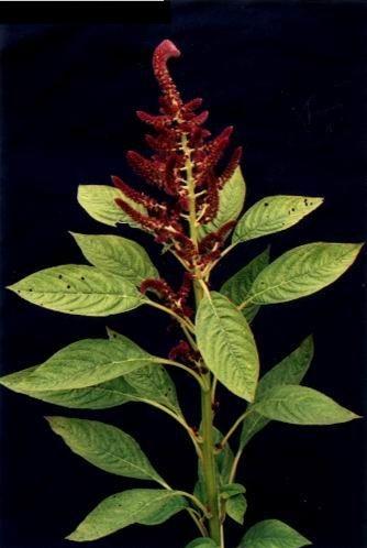 请问,什么是红粘谷,和小米的区别?-红谷子小