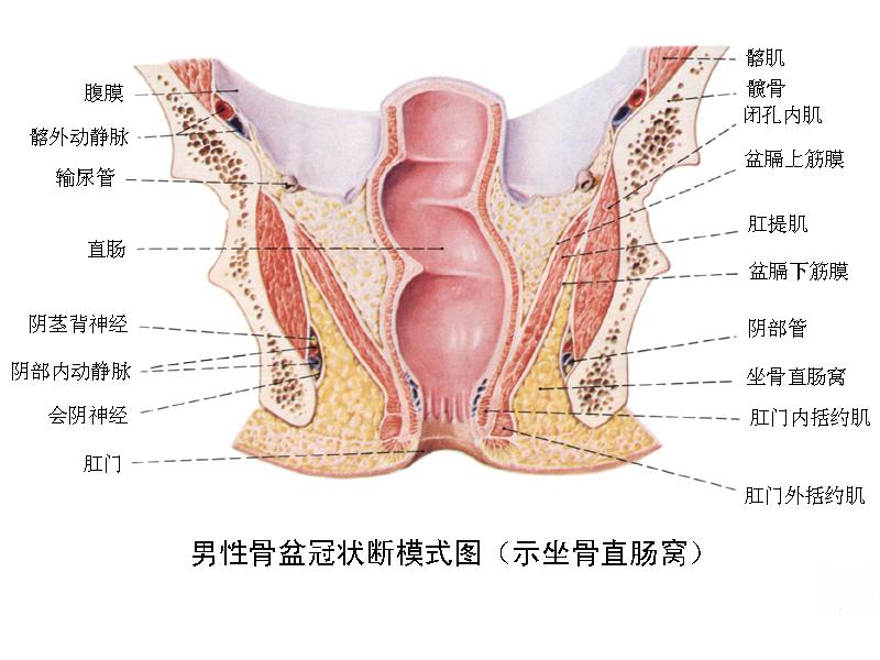 肛门括约肌松弛+-+搜搜百科
