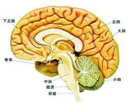 脑干损害体征