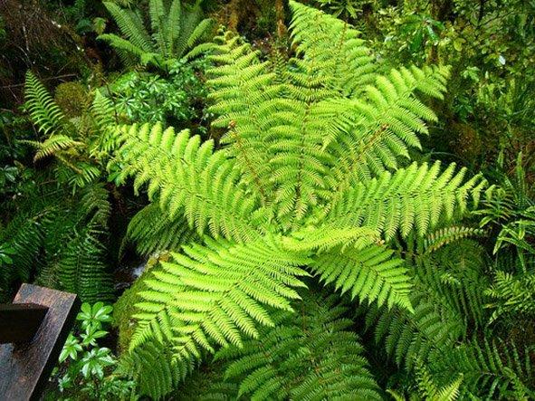 孢子植物