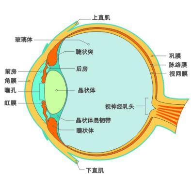 使用视力时,因视力环境不佳或习惯不良因素,睫状肌的长时间持续性收缩