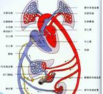 引起体循环淤血和静脉压增高