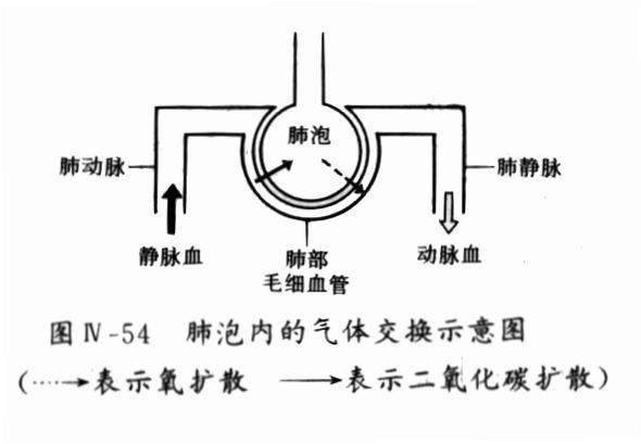 肺泡内气体交换