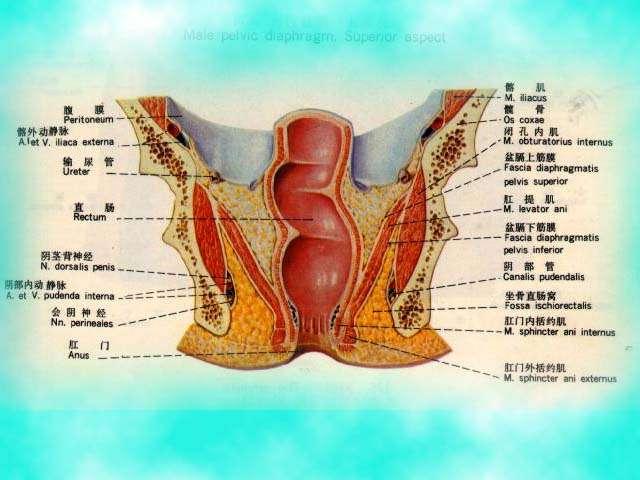 prolapse),或称直肠脱垂,指肛管直肠外翻而脱垂于肛门外