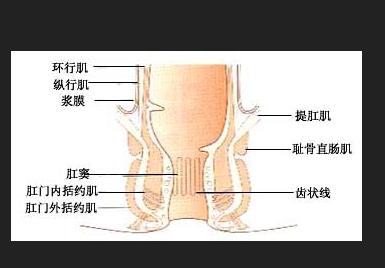 肛门外括约肌断裂