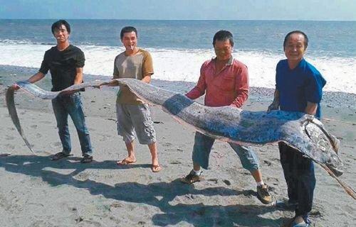 台东钓友钓得5米长地震鱼